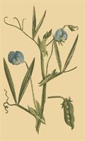 Chickling pea